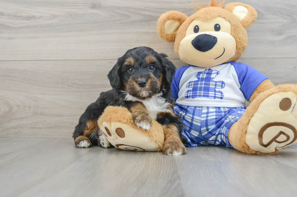 6 week old Mini Bernedoodle Puppy For Sale - Florida Fur Babies