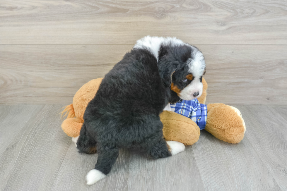 Hypoallergenic Mini Bernese Poodle Poodle Mix Puppy