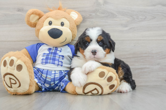 Playful Mini Bernesedoodle Poodle Mix Puppy