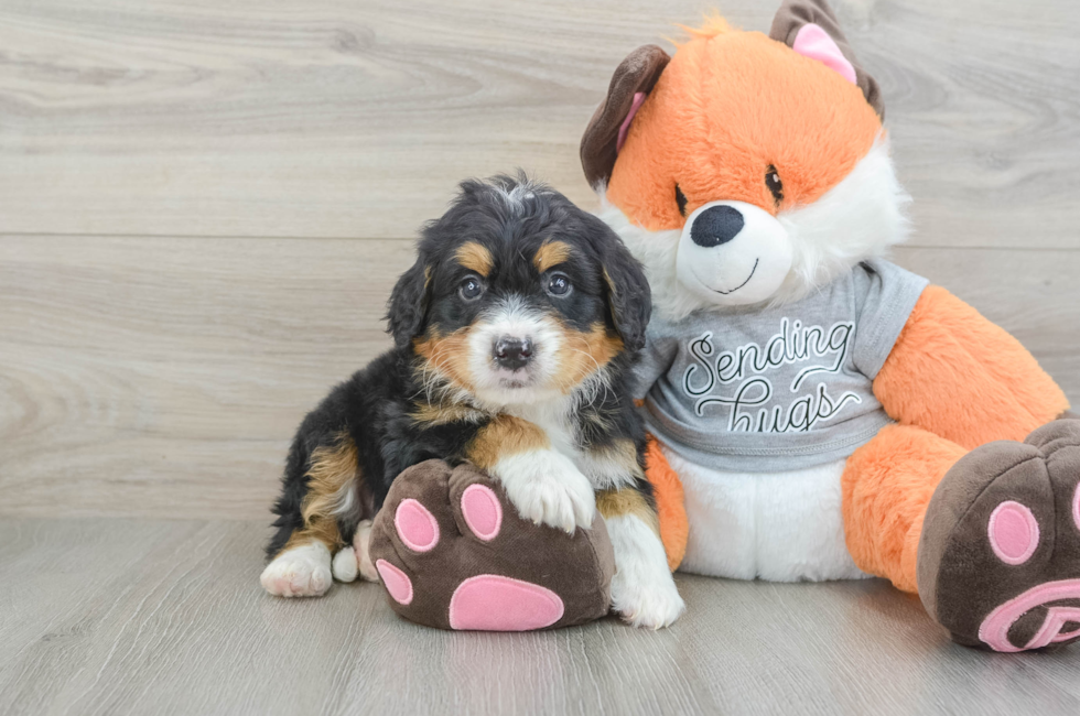 5 week old Mini Bernedoodle Puppy For Sale - Florida Fur Babies