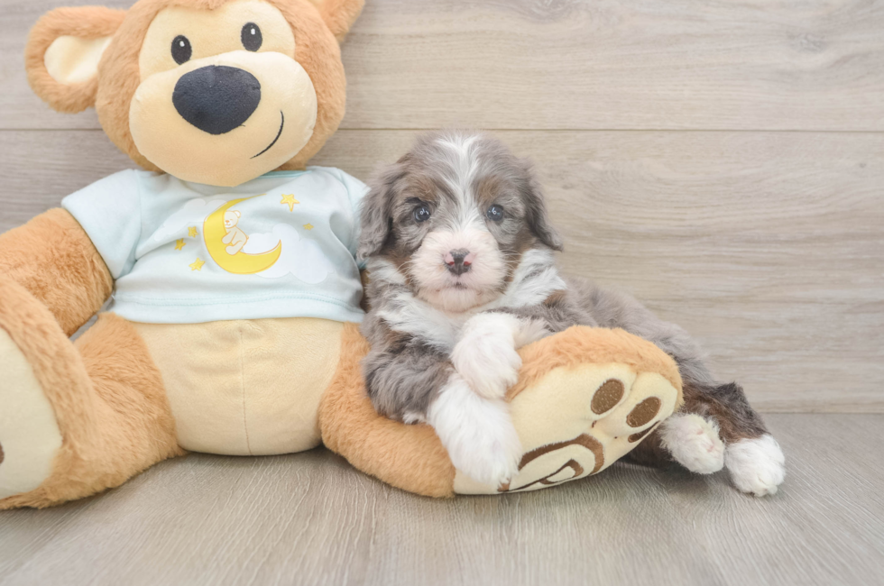 6 week old Mini Bernedoodle Puppy For Sale - Florida Fur Babies