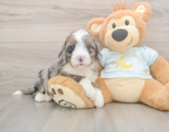 6 week old Mini Bernedoodle Puppy For Sale - Florida Fur Babies
