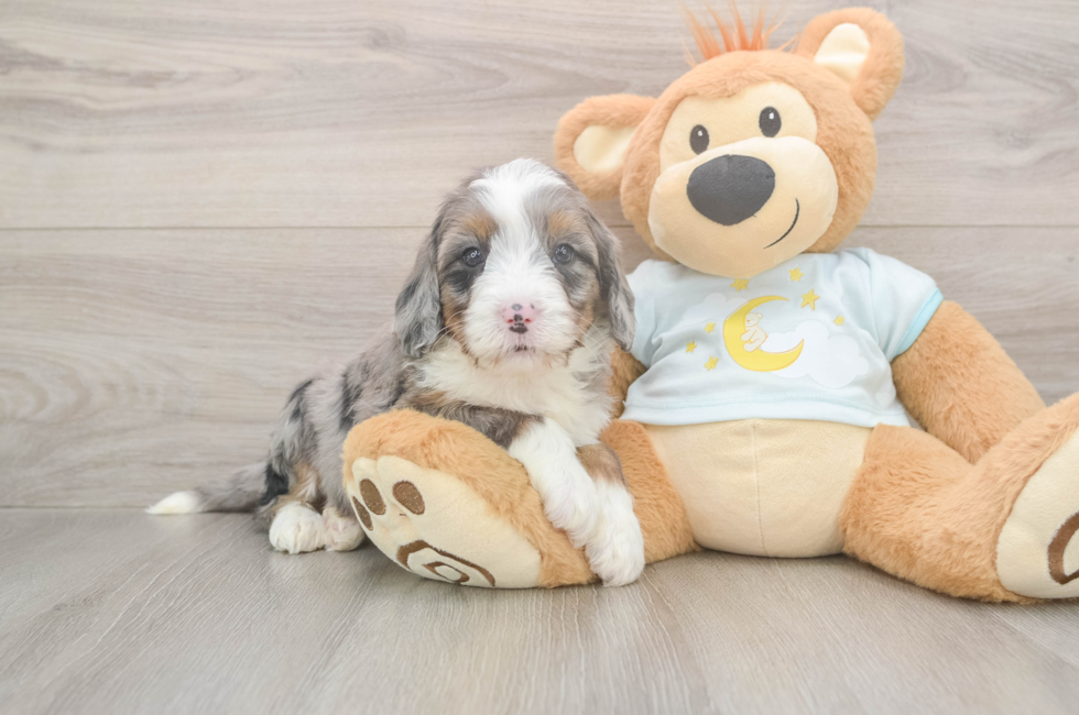 5 week old Mini Bernedoodle Puppy For Sale - Florida Fur Babies
