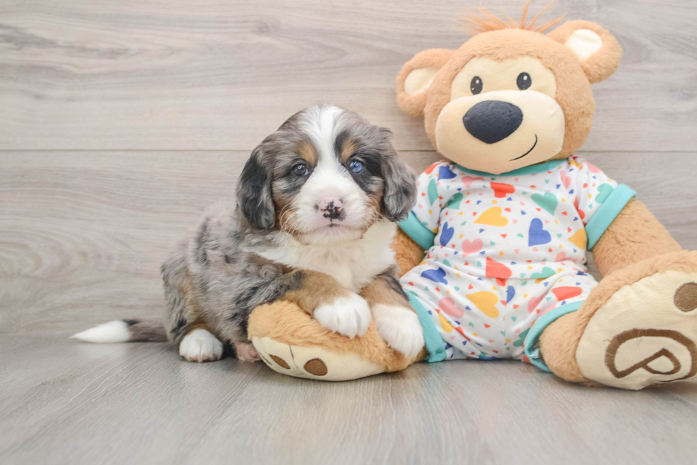 Fluffy Mini Bernedoodle Poodle Mix Pup