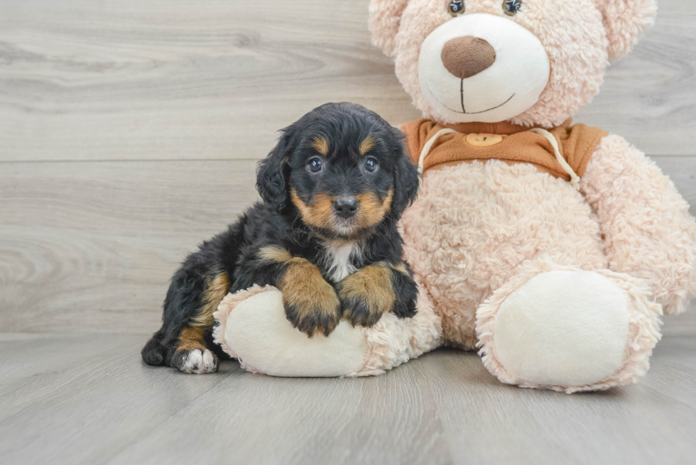 Playful Bernadoodle Poodle Mix Puppy