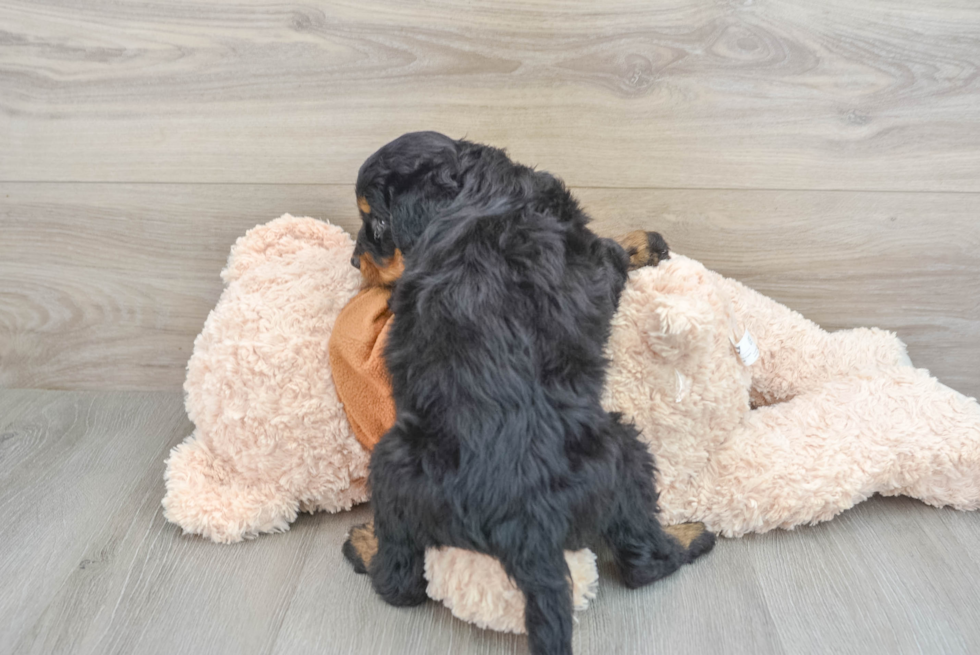 Hypoallergenic Mini Bernepoo Poodle Mix Puppy