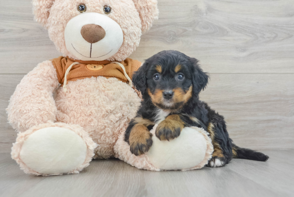 Best Mini Bernedoodle Baby
