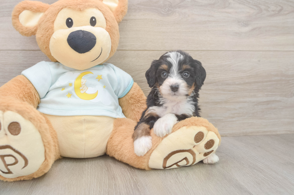 6 week old Mini Bernedoodle Puppy For Sale - Florida Fur Babies