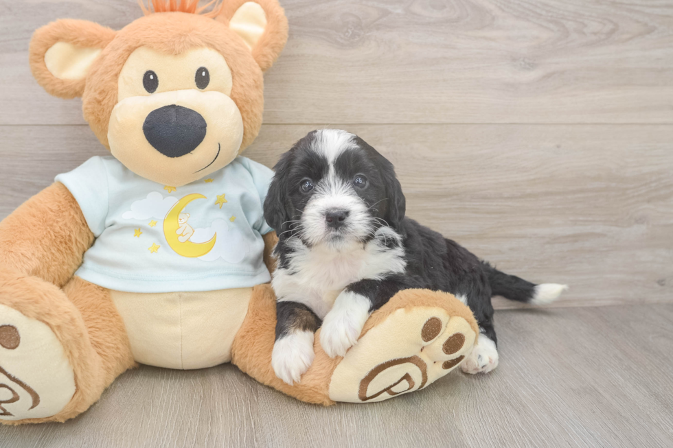 Best Mini Bernedoodle Baby