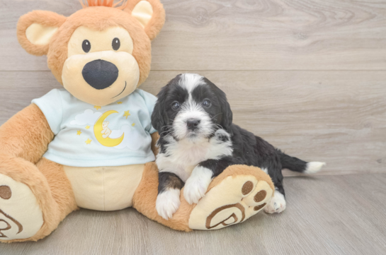 Best Mini Bernedoodle Baby