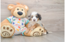 Mini Bernedoodle Pup Being Cute
