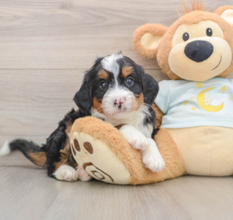 7 week old Mini Bernedoodle Puppy For Sale - Florida Fur Babies