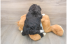 Friendly Mini Bernedoodle Baby