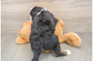 Energetic Mini Bernesedoodle Poodle Mix Puppy