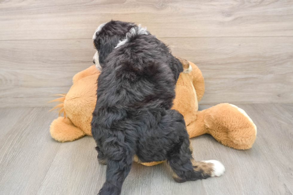 Energetic Mini Bernesedoodle Poodle Mix Puppy