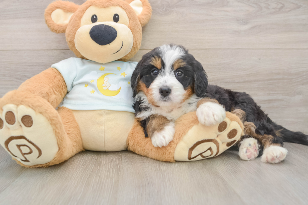 Happy Mini Bernedoodle Baby