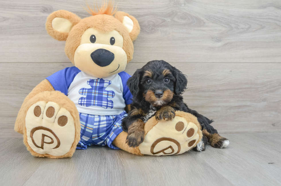 6 week old Mini Bernedoodle Puppy For Sale - Florida Fur Babies