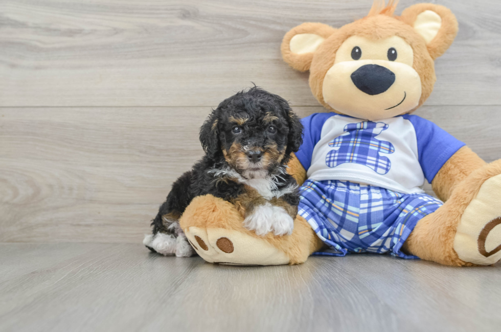 7 week old Mini Bernedoodle Puppy For Sale - Florida Fur Babies