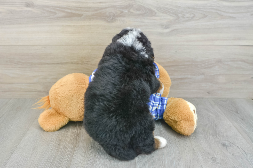Friendly Mini Bernedoodle Baby