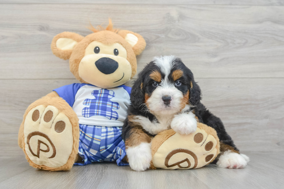 4 week old Mini Bernedoodle Puppy For Sale - Florida Fur Babies