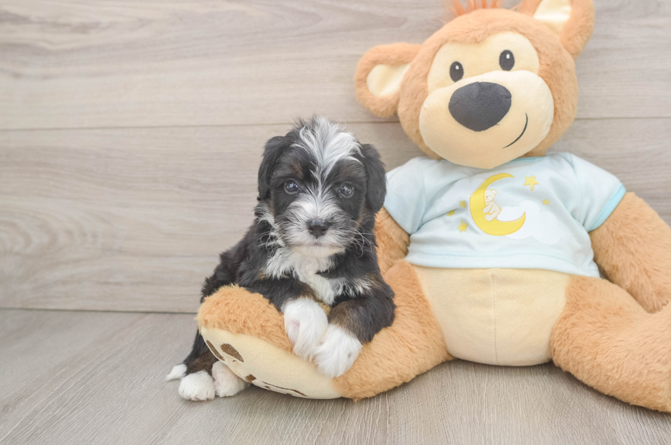 6 week old Mini Bernedoodle Puppy For Sale - Florida Fur Babies
