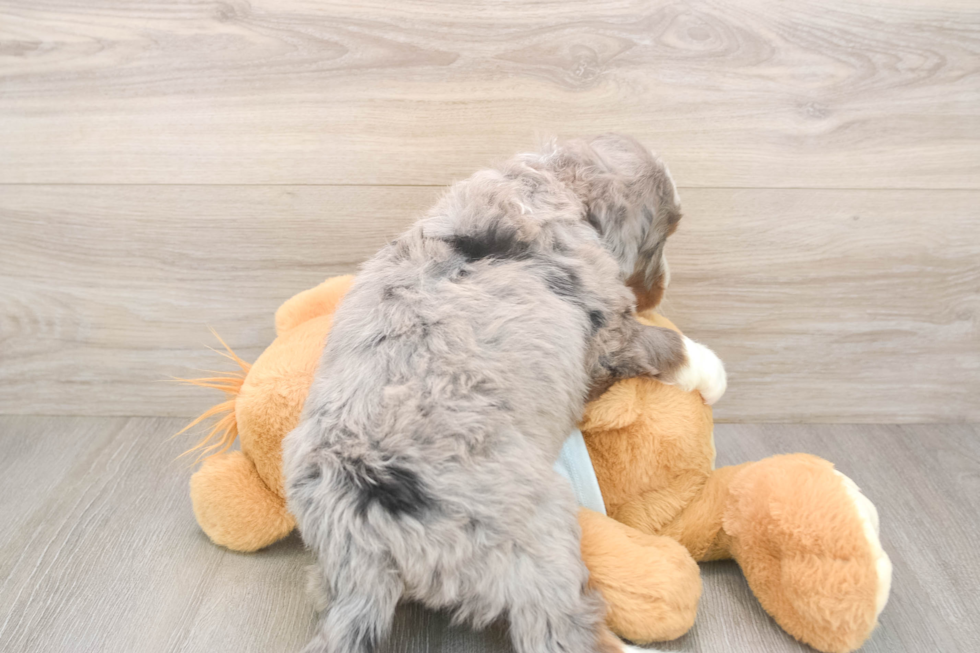 Petite Mini Bernedoodle Poodle Mix Pup