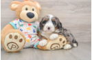 Mini Bernedoodle Puppy for Adoption