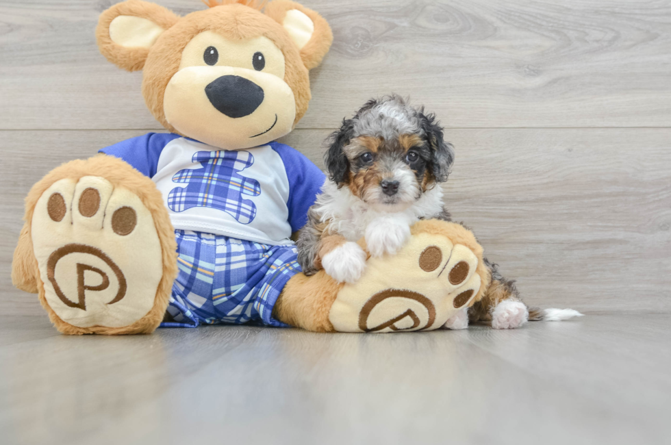 7 week old Mini Bernedoodle Puppy For Sale - Florida Fur Babies