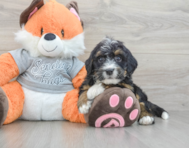 7 week old Mini Bernedoodle Puppy For Sale - Florida Fur Babies