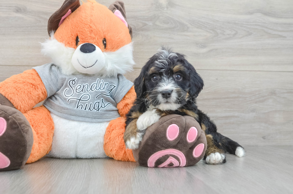 5 week old Mini Bernedoodle Puppy For Sale - Florida Fur Babies