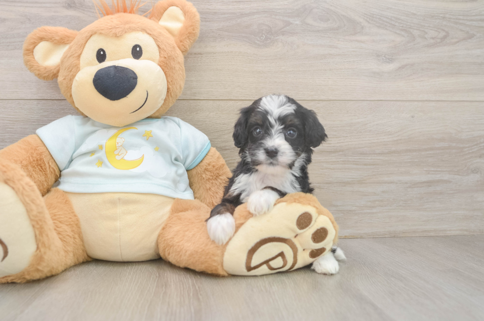 6 week old Mini Bernedoodle Puppy For Sale - Florida Fur Babies