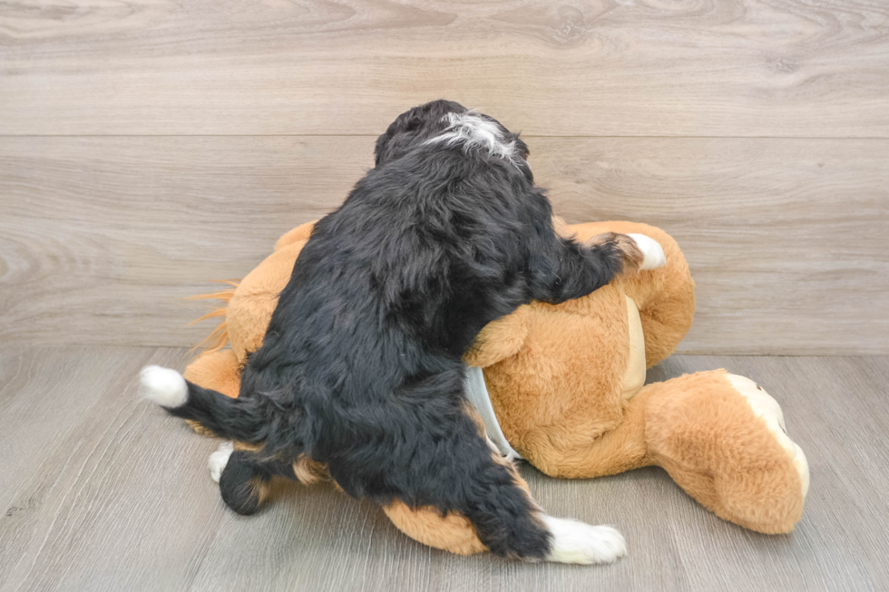 Friendly Mini Bernedoodle Baby