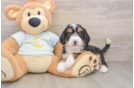 Mini Bernedoodle Pup Being Cute