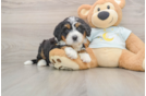 Best Mini Bernedoodle Baby
