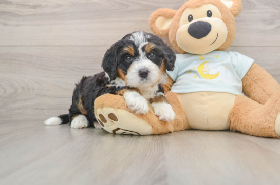 Best Mini Bernedoodle Baby