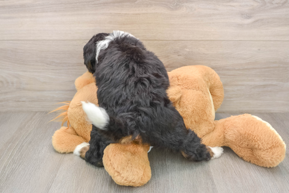 Friendly Mini Bernedoodle Baby
