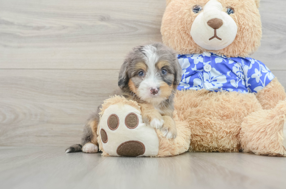 6 week old Mini Bernedoodle Puppy For Sale - Florida Fur Babies