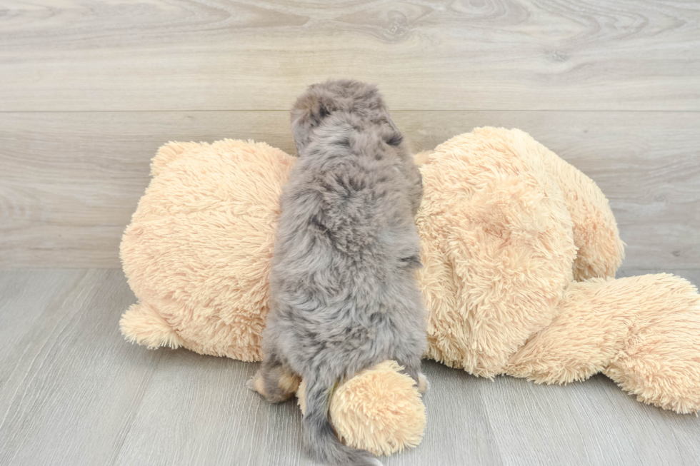 Popular Mini Bernedoodle Poodle Mix Pup