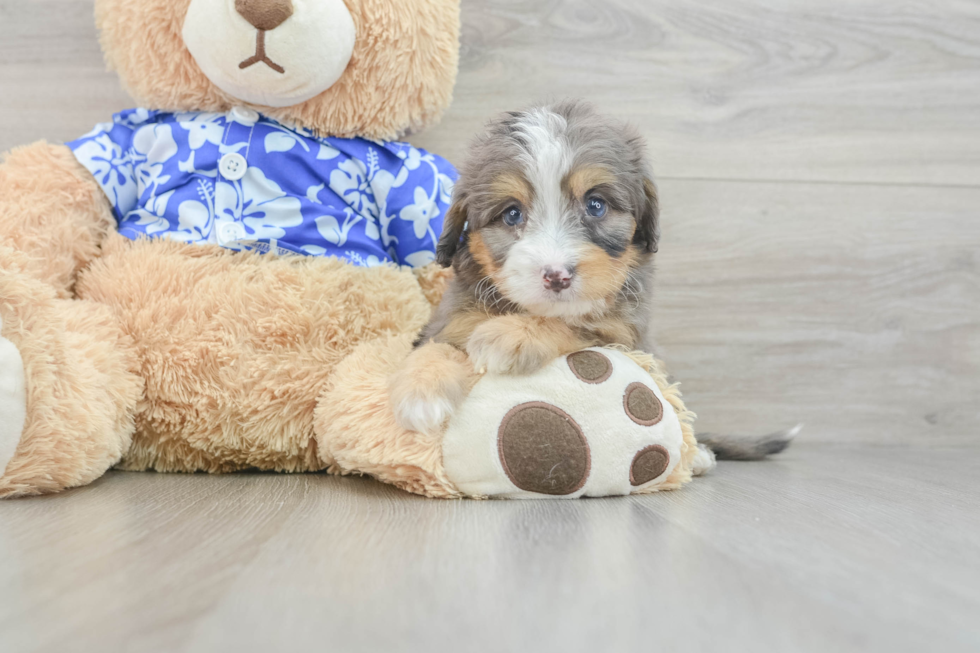 Happy Mini Bernedoodle Baby