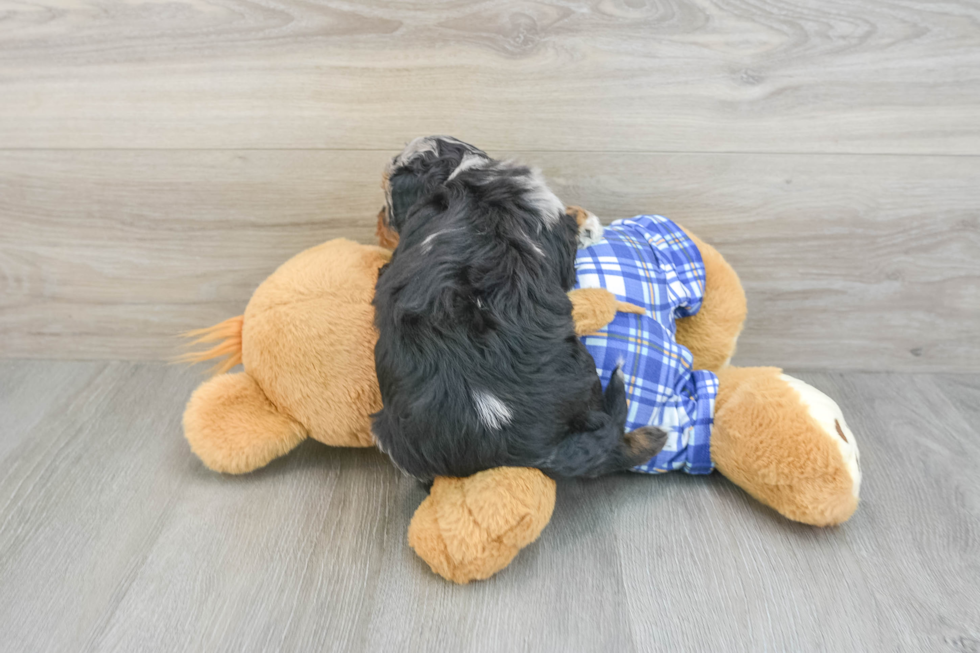 Mini Bernedoodle Pup Being Cute