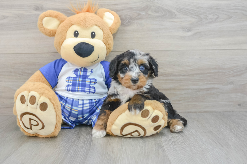 6 week old Mini Bernedoodle Puppy For Sale - Florida Fur Babies