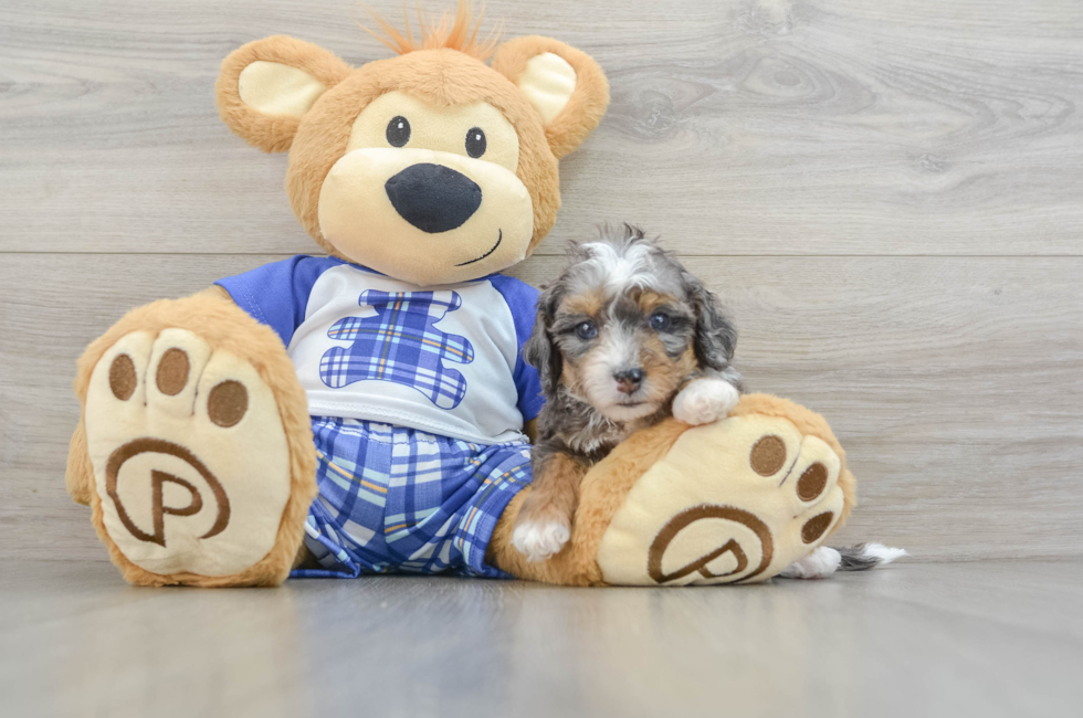 7 week old Mini Bernedoodle Puppy For Sale - Florida Fur Babies