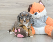 7 week old Mini Bernedoodle Puppy For Sale - Florida Fur Babies