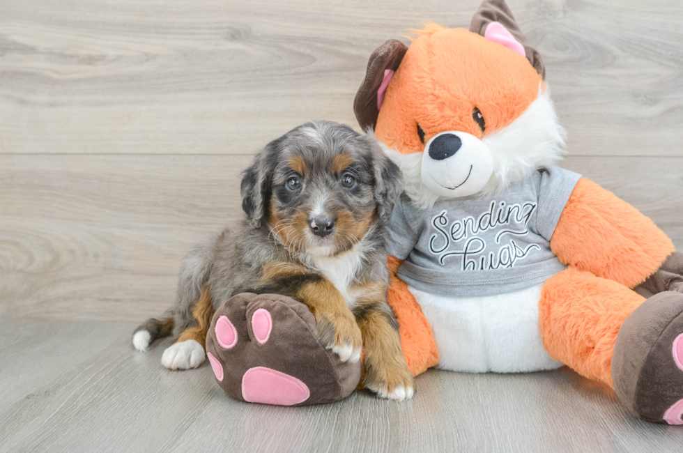 5 week old Mini Bernedoodle Puppy For Sale - Florida Fur Babies