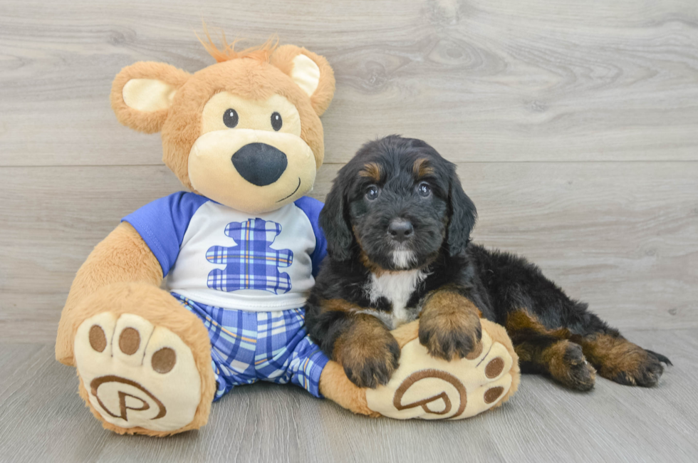 6 week old Mini Bernedoodle Puppy For Sale - Florida Fur Babies