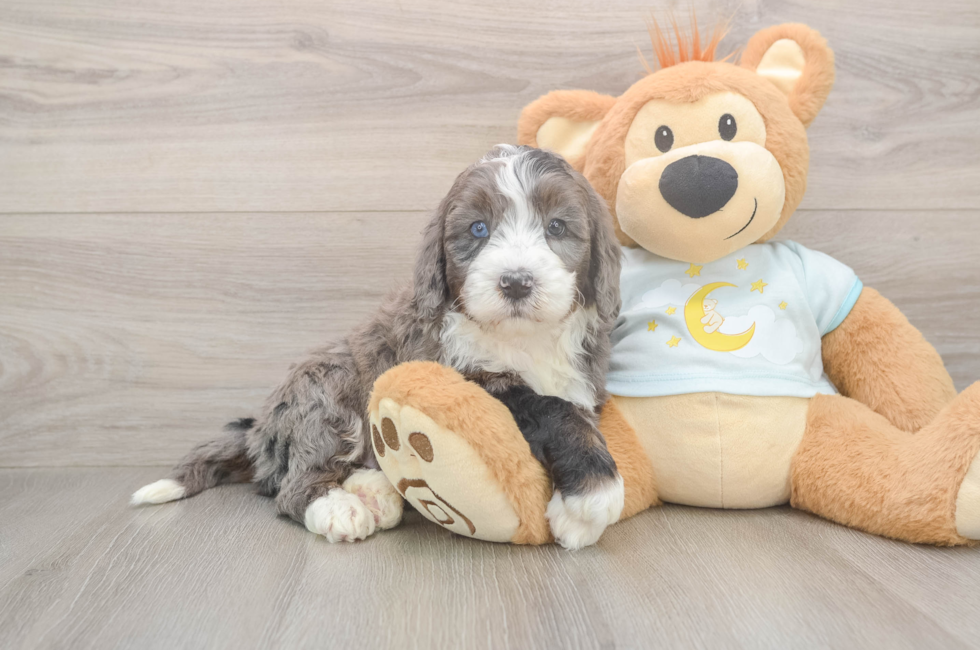 5 week old Mini Bernedoodle Puppy For Sale - Florida Fur Babies