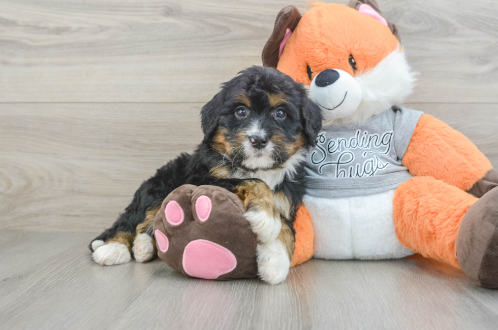 5 week old Mini Bernedoodle Puppy For Sale - Florida Fur Babies
