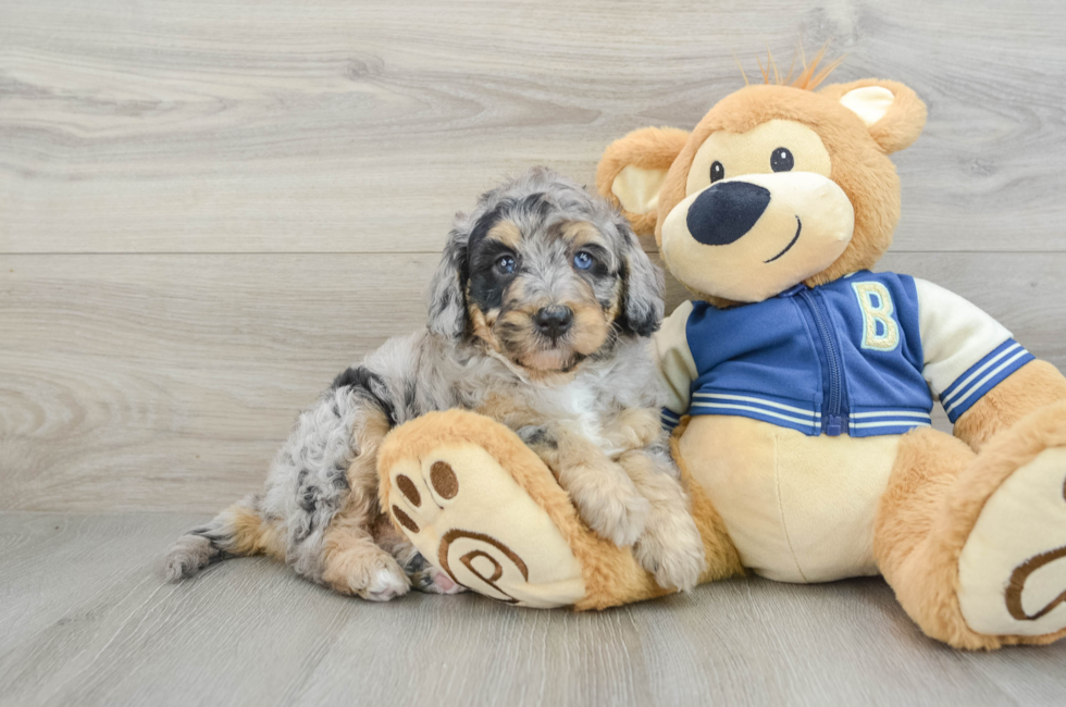 5 week old Mini Bernedoodle Puppy For Sale - Florida Fur Babies