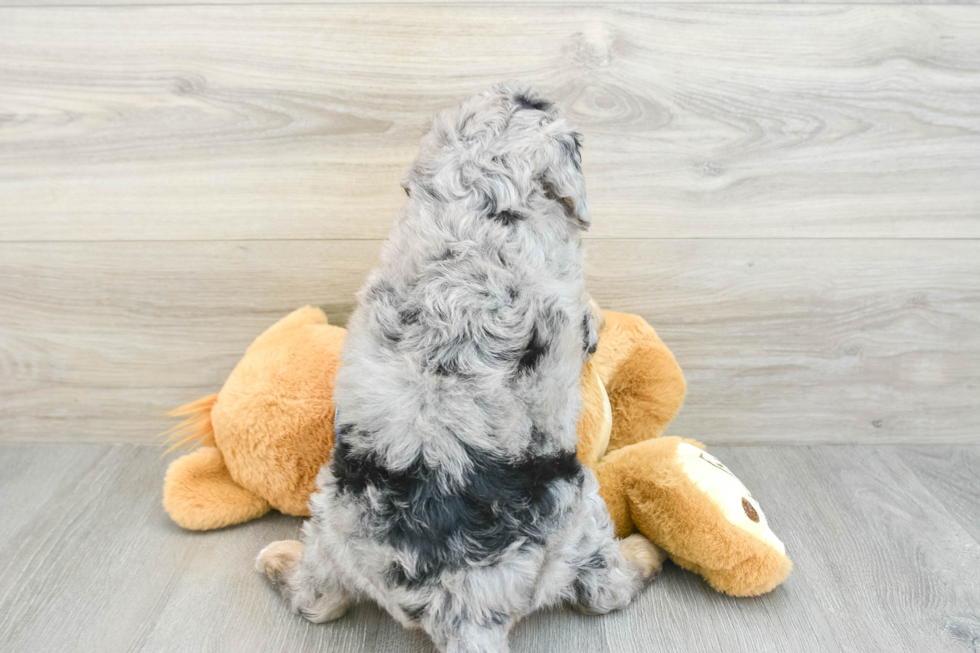 Mini Bernedoodle Puppy for Adoption