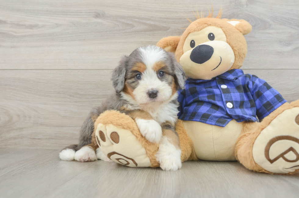 5 week old Mini Bernedoodle Puppy For Sale - Florida Fur Babies